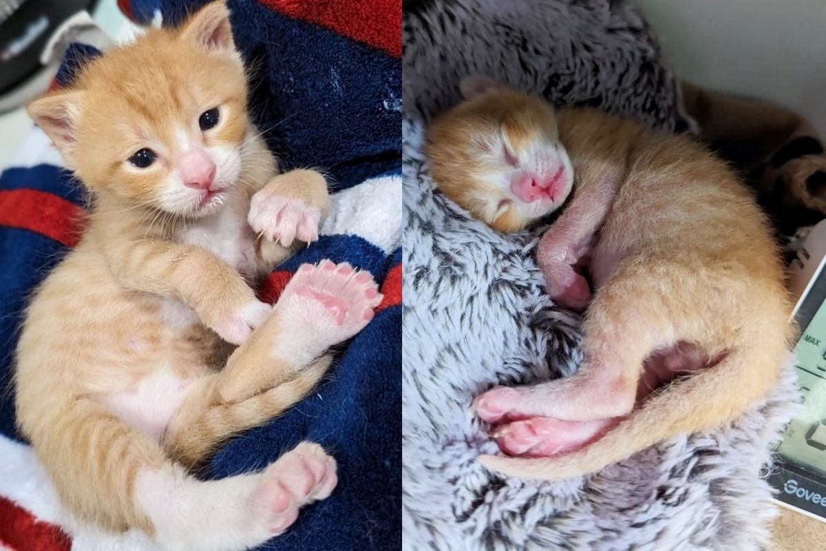 Kitten named 'Macaroni' Has Many Toes, Finds Kind Person to Help Him So He Can Run Around Like Other Kittens