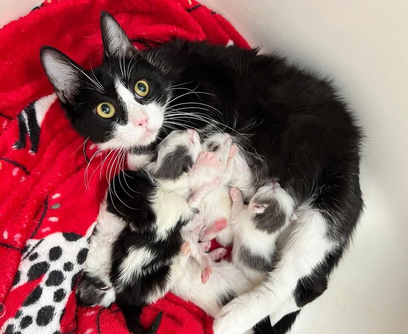 cat mom nursing kittens