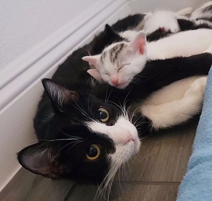 tuxedo cat snuggles kittens