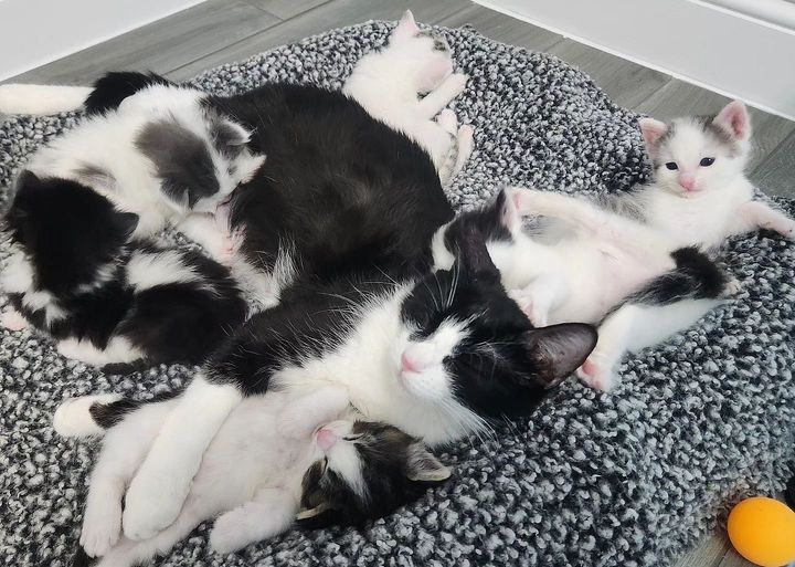 kittens cat mom snuggle nap