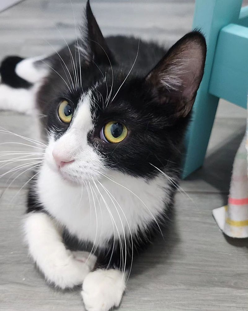 beautiful tuxedo cat, panda cat