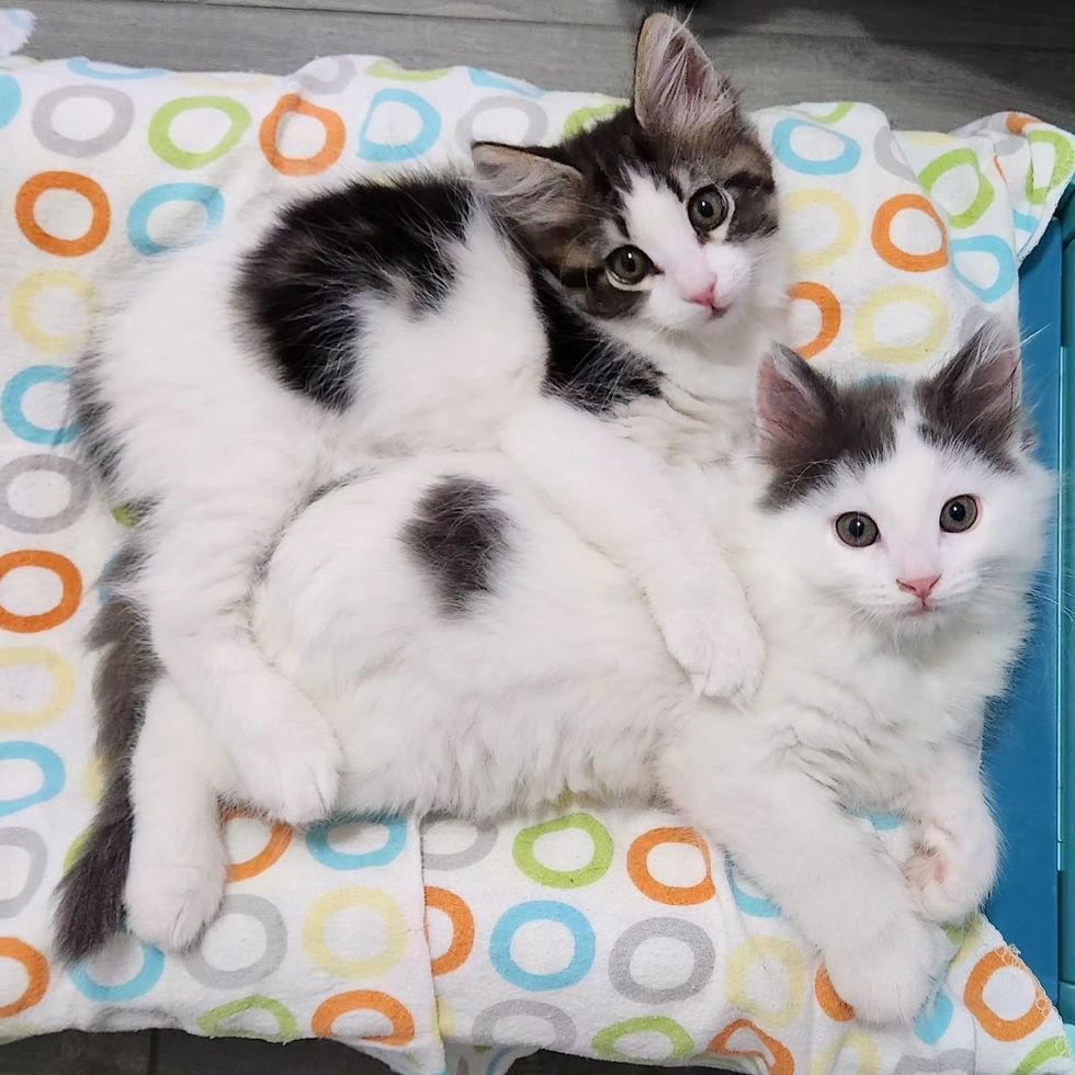 cute fluffy kittens snuggly
