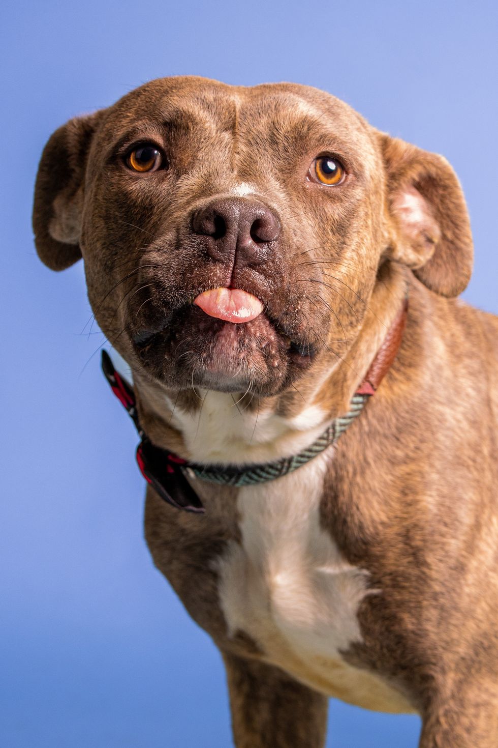 Family stages an intervention for their dog that only misbehaves around Grandma