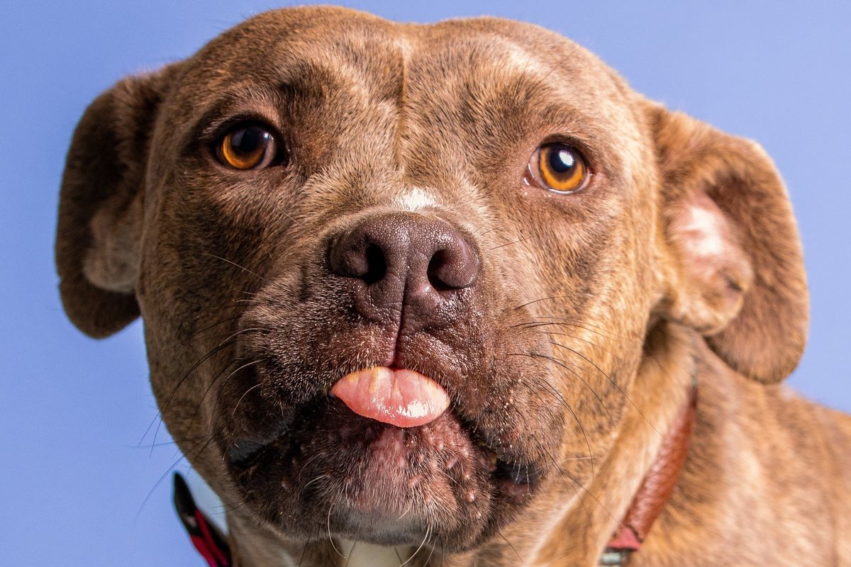 25 Hilarious Dog GIFS to Celebrate National Dog Day (And Your