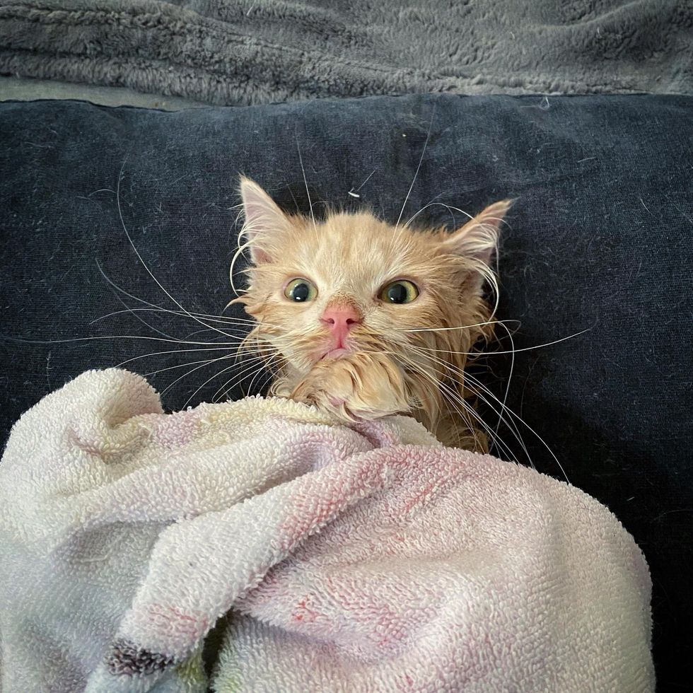 After bathing the kitten