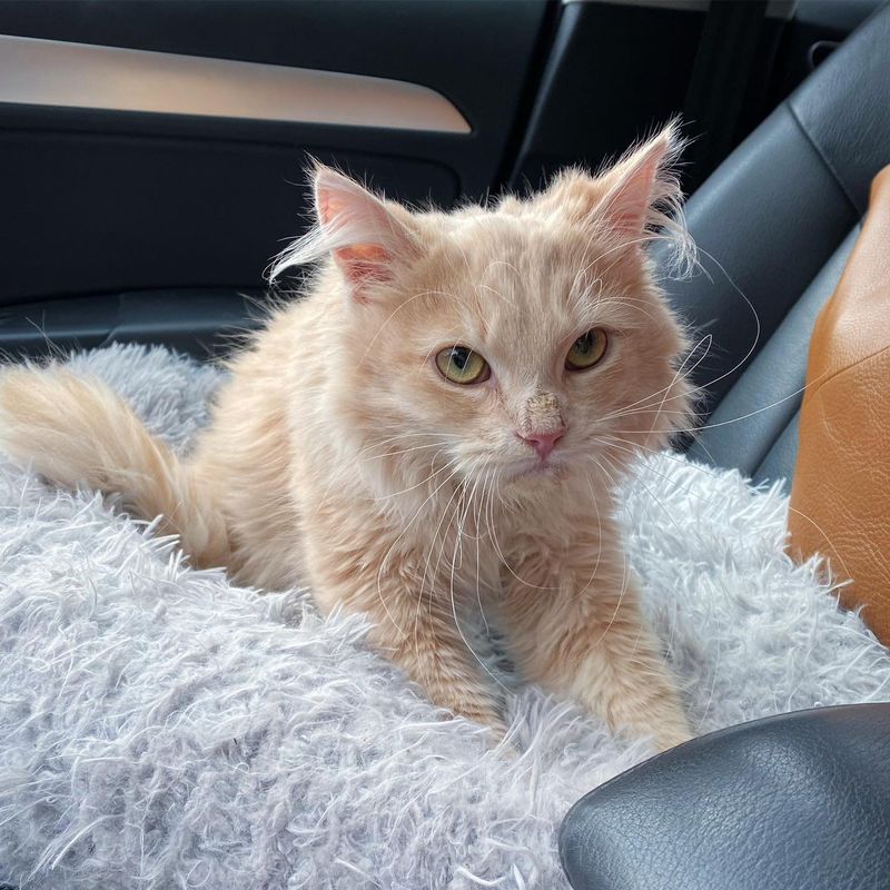 cream kitten kneading biscuits