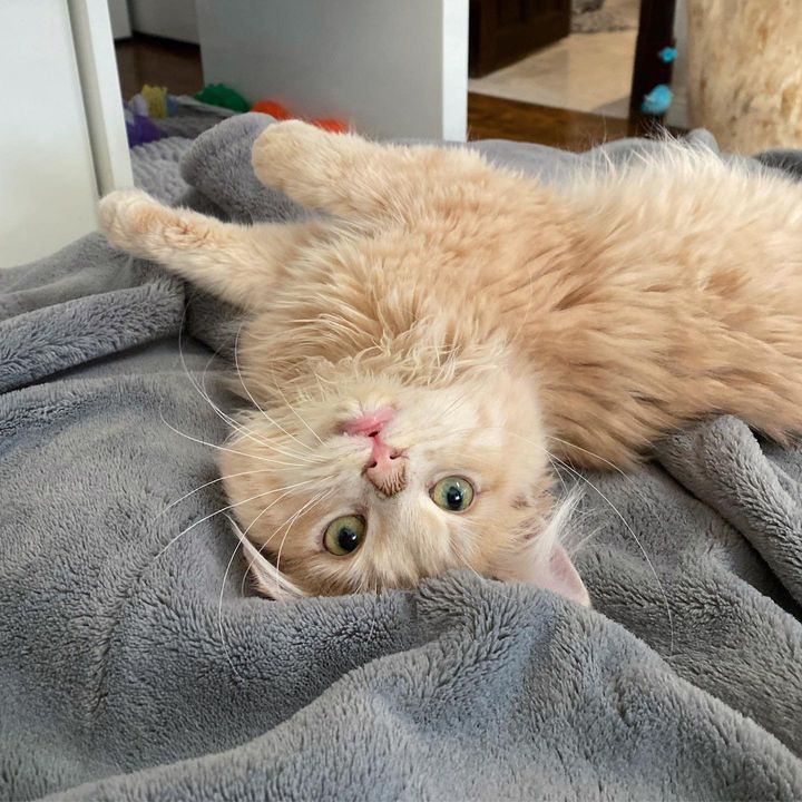 cream kitten upside down
