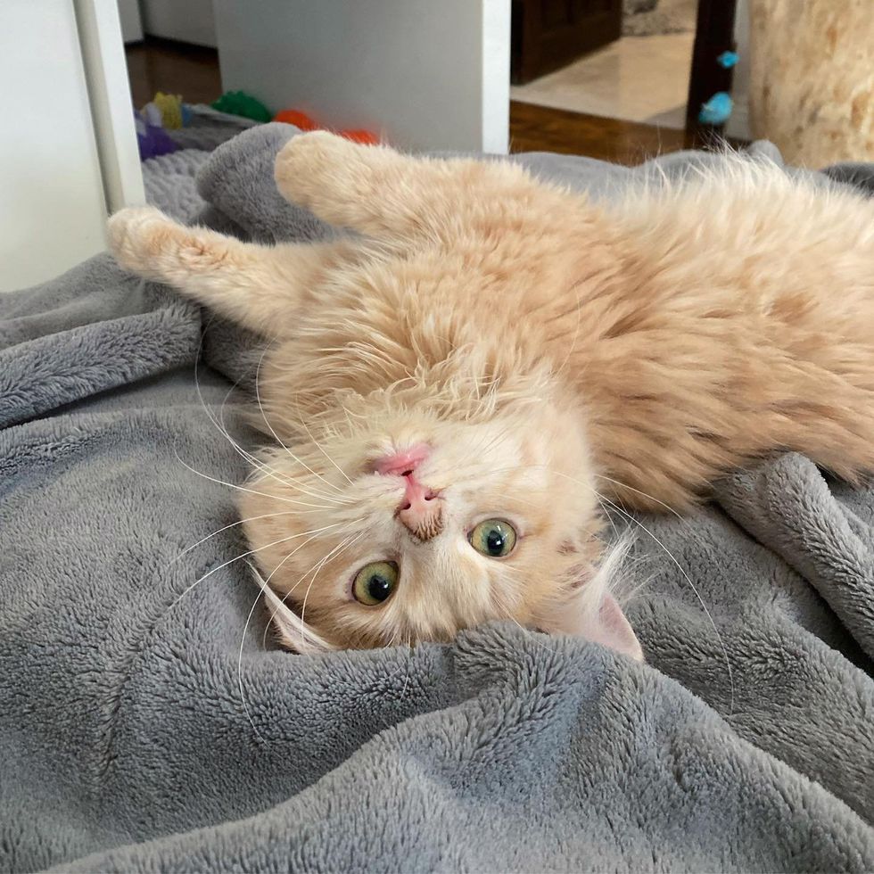 upside down cream kitten