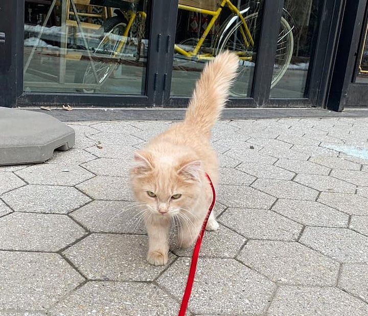 kitten taking walk
