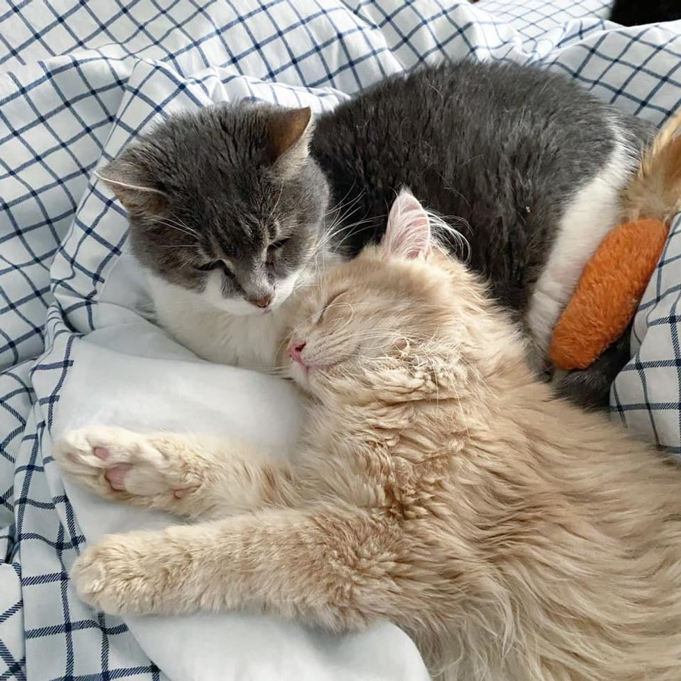 cuddling kitten cat