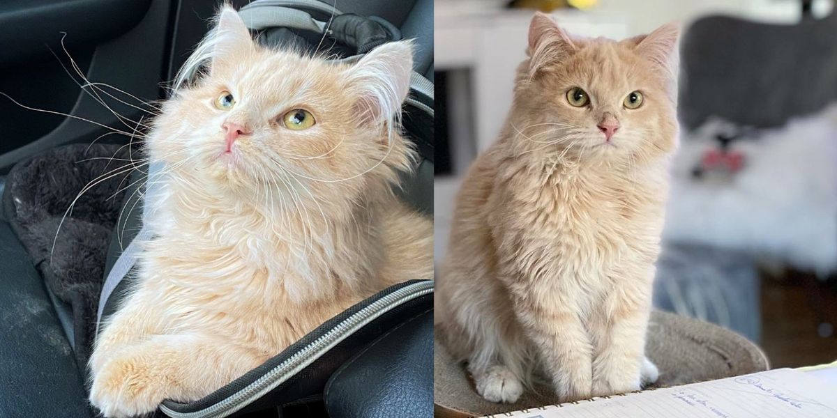 Kitten Can not Soar however Does His Easiest Strut Each and every Day After Any individual Took a Likelihood on Him