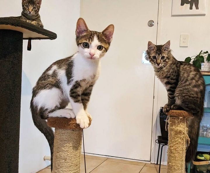 kittens cat posts