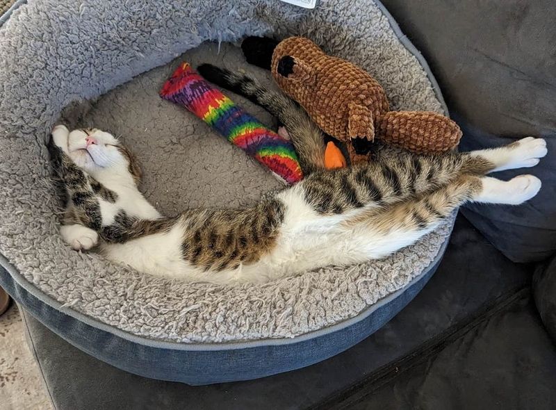 sleeping kitten bed ernie