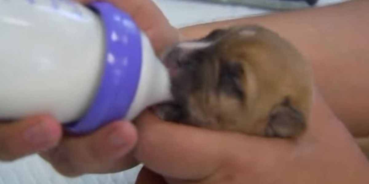 NextImg:Puppies just days old left to die in garbage bag in Texas heat — but luckily, a good Samaritan found them first
