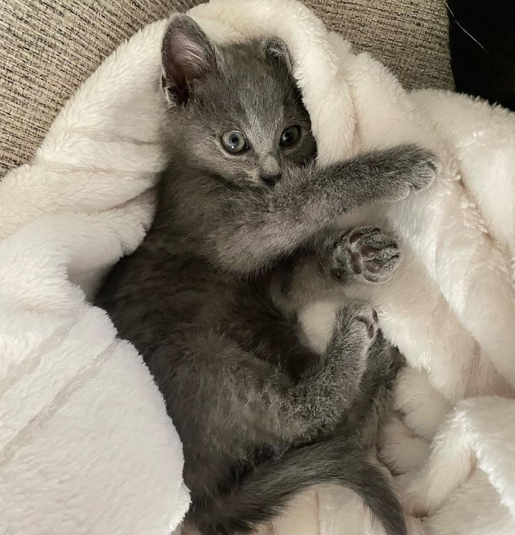 Affectionate Kitten Clings to Police Officer Video - Love Meow