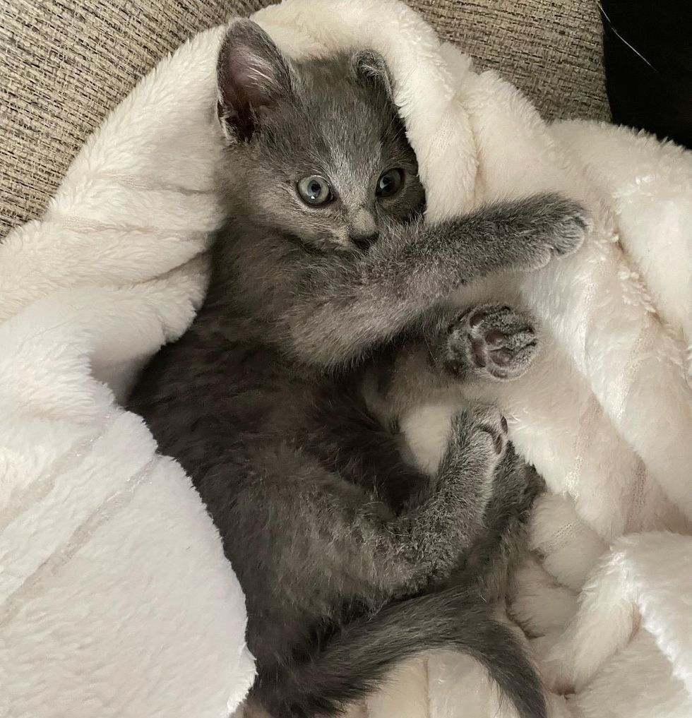 kitten snug blanket