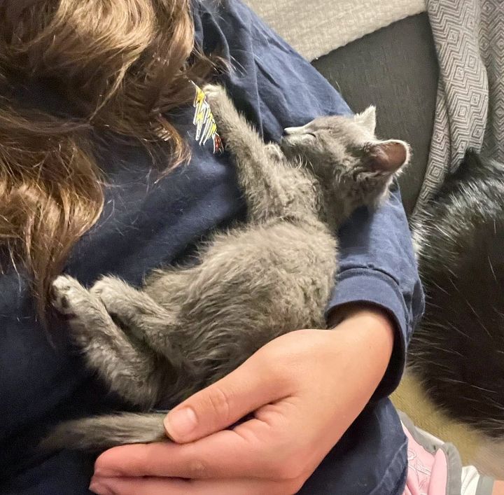kitten sleeping in arms
