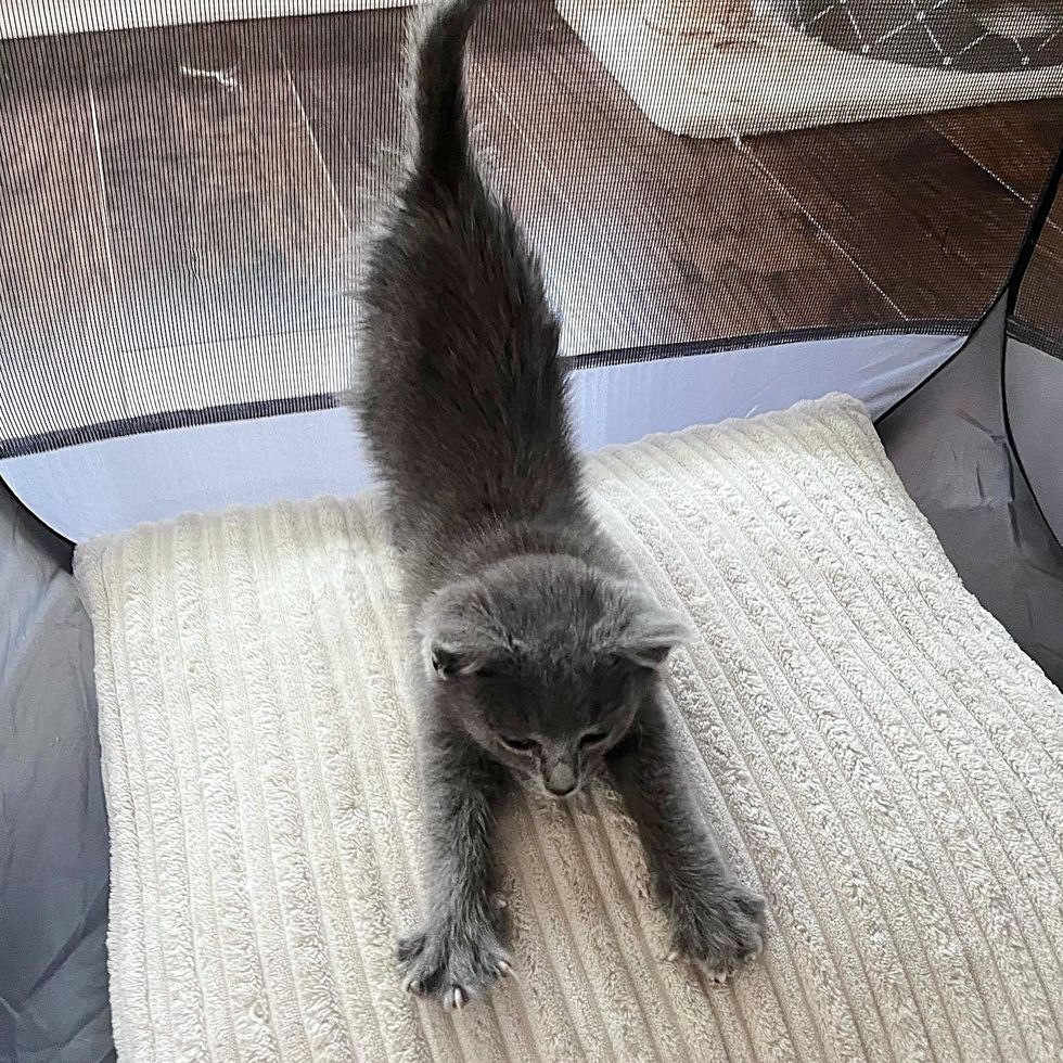 cute kitten kohl stretching