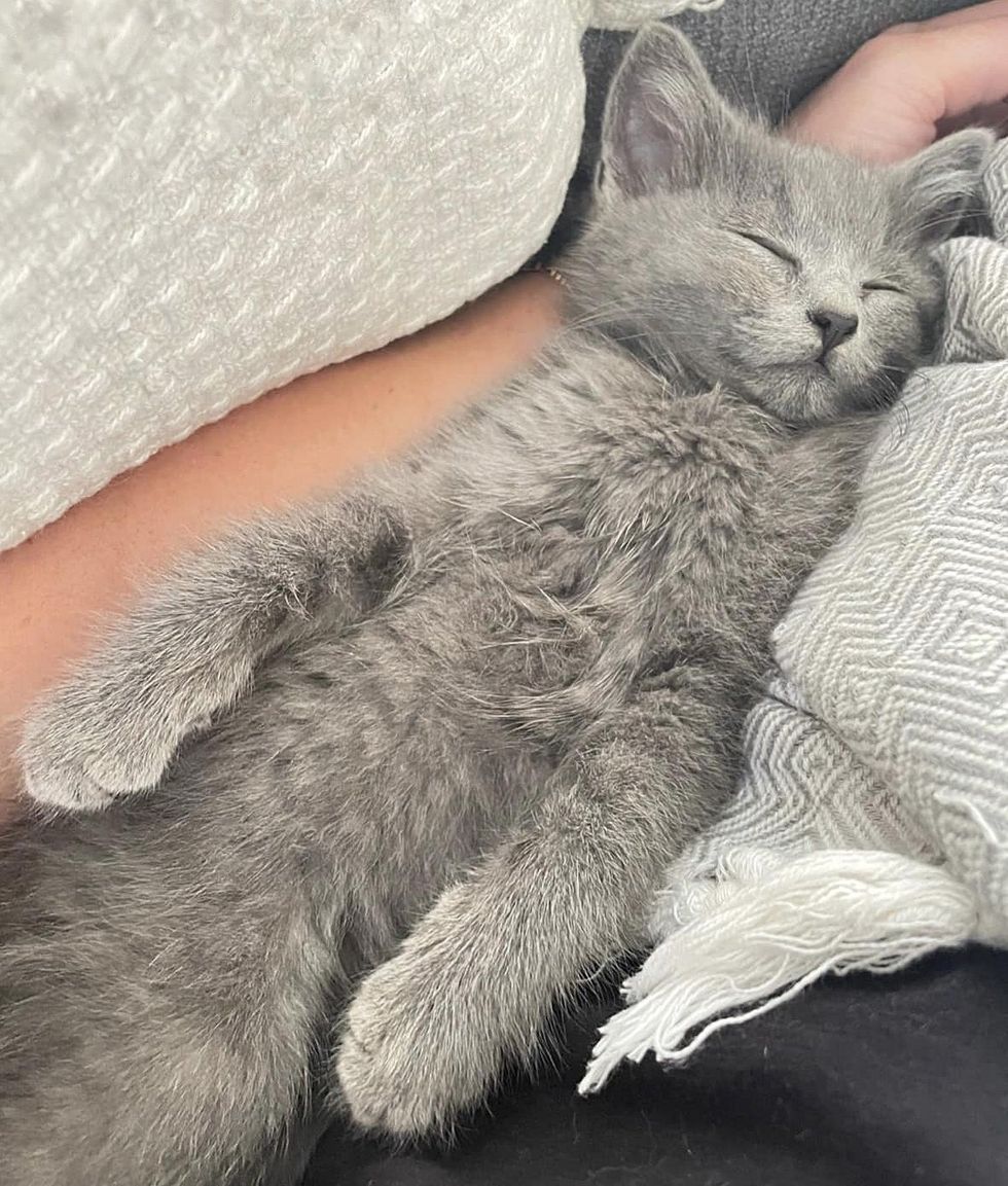 sleeping gray kitten call