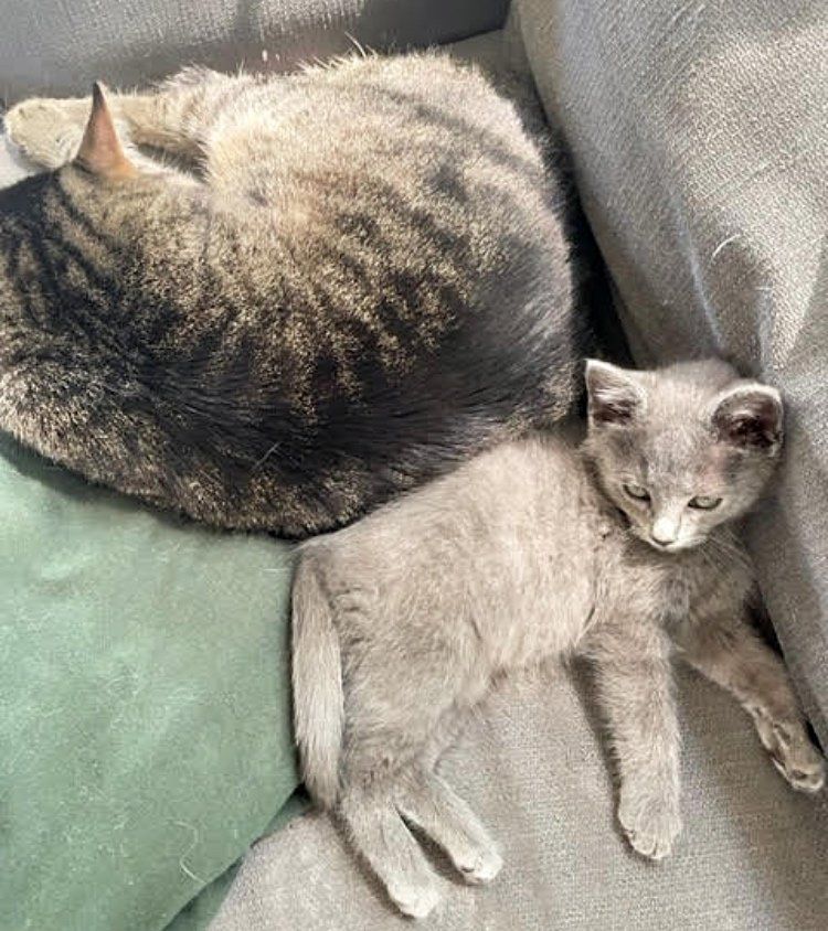 cute gray kitten cat snuggles