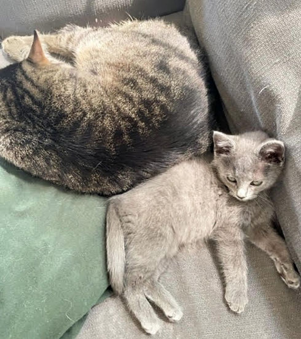 Cute gray kitten cat snuggle up