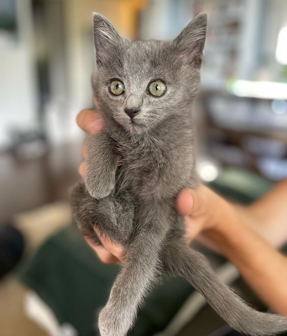 little gray kitten call