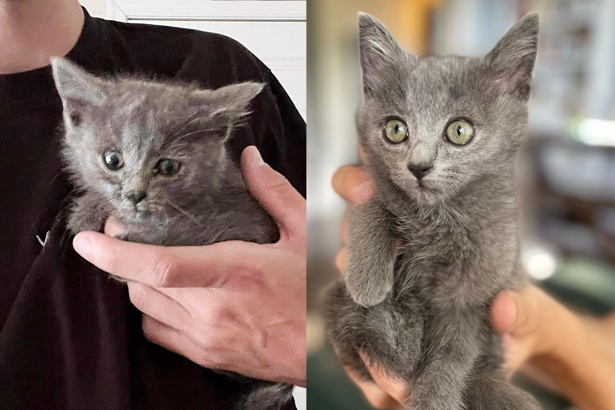 Kind Person Comes to the Rescue of Kitten Bolting in and out of Bushes, and Ends Up Saving His Life