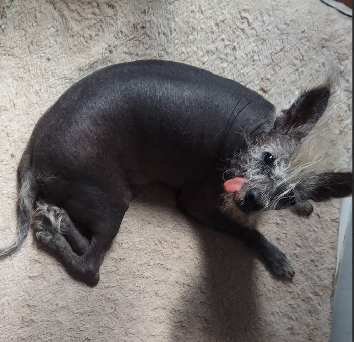 World's Ugliest Dog Contest Winners Through the Years [PHOTOS]