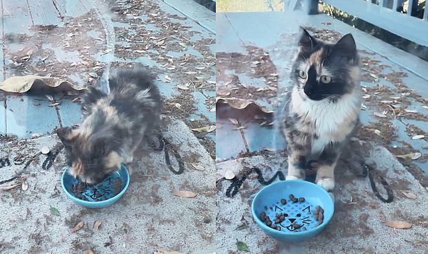 stray cat kitten hungry