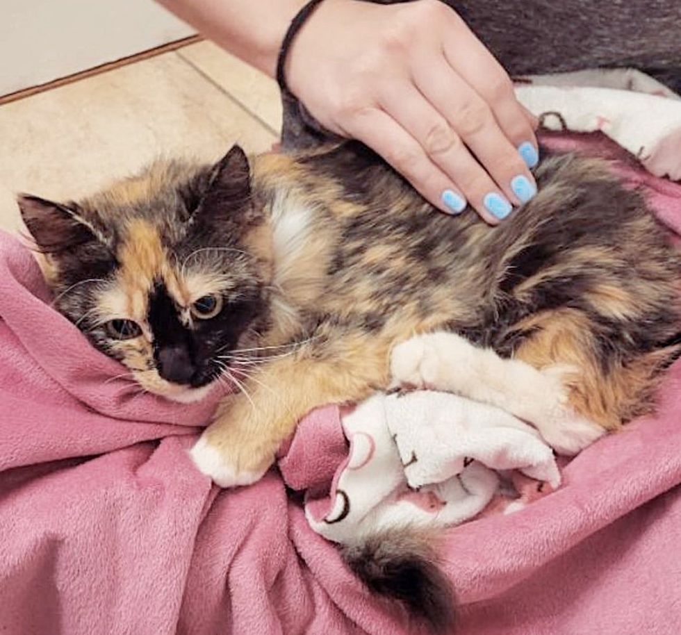 Cuddling tortoiseshell cat