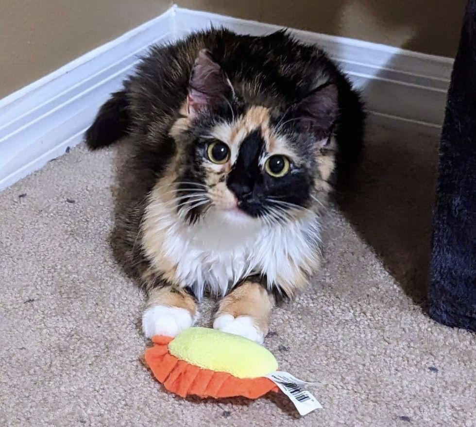 calico cat happy playful