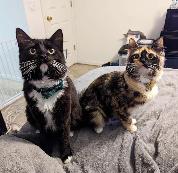 tuxedo calico cats