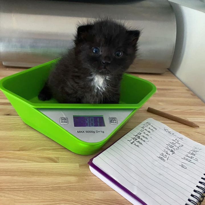kitten tiny scale