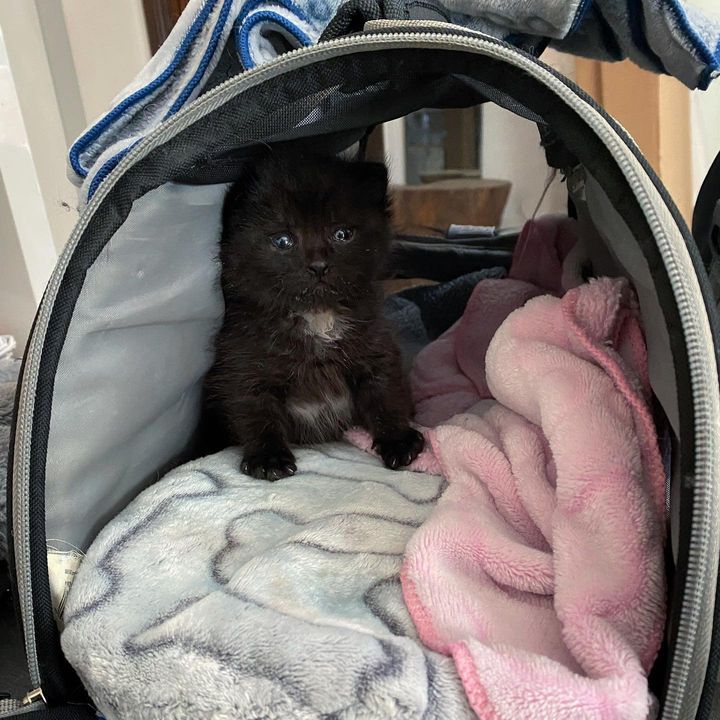 kitten warm carrier