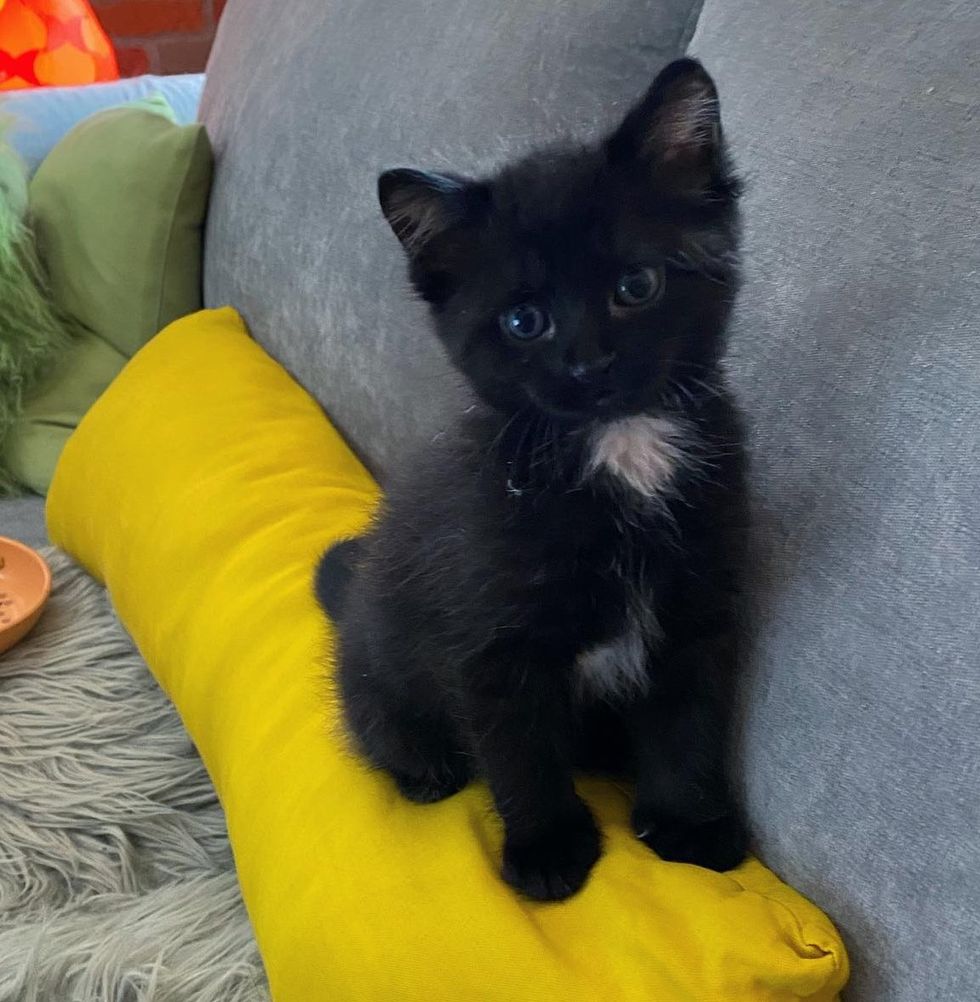 Residents Hear a Kitten Outside, Look All Over for Her Until They Find