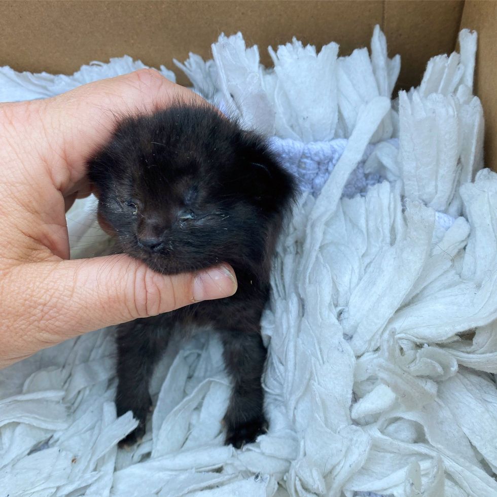 Residents Hear a Kitten Outside, Look All Over for Her Until They Find ...