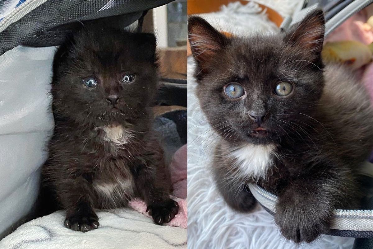 Residents Hear a Kitten Outside, Look All Over for Her Until They Find Her Stowed Away in a Hole