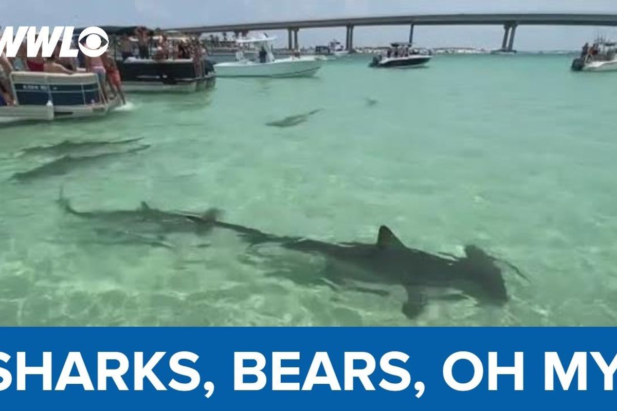 Gulf Coast; summer vacation; sharks and bear; bear on beach