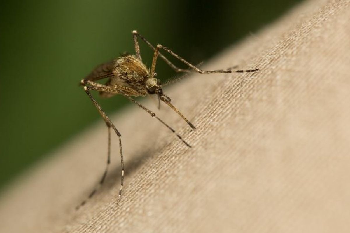 mosquito, mosquito bite, mosquito repellant