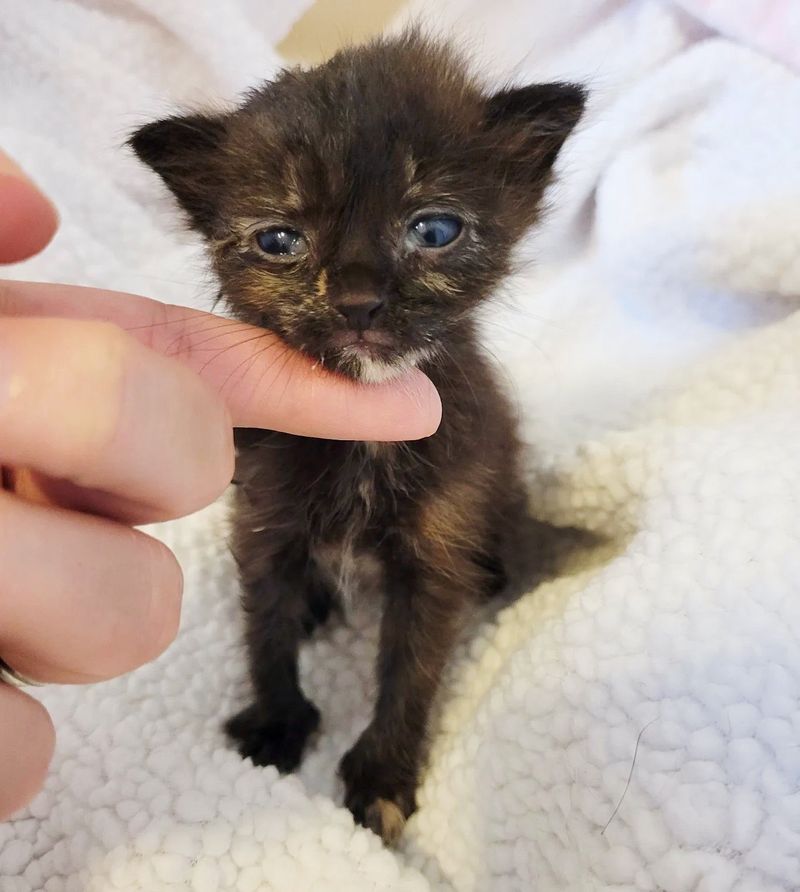 tortie kitten tiny