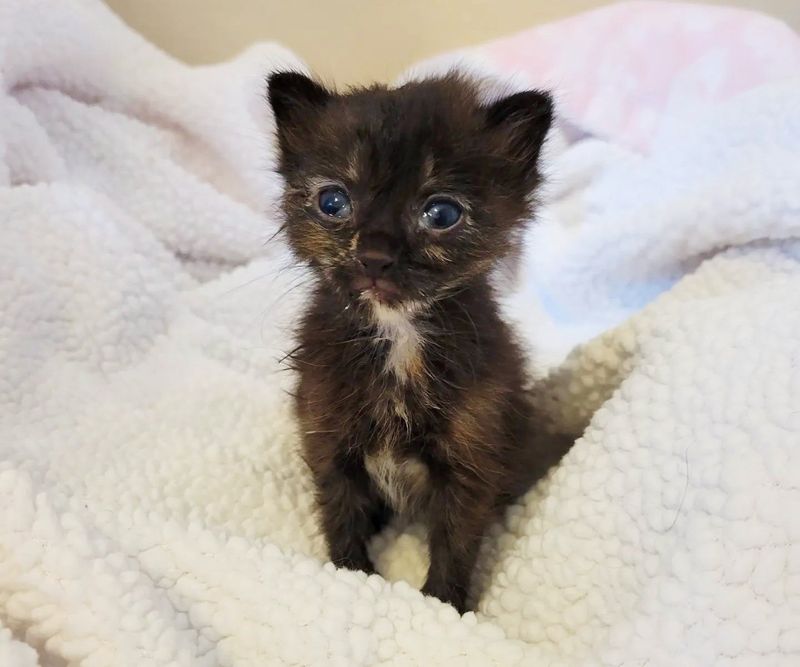 tortie kitten rosie