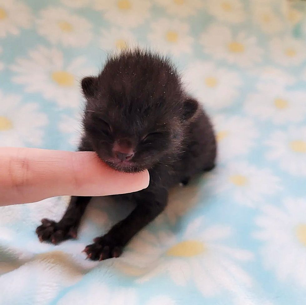 newborn panther kitten