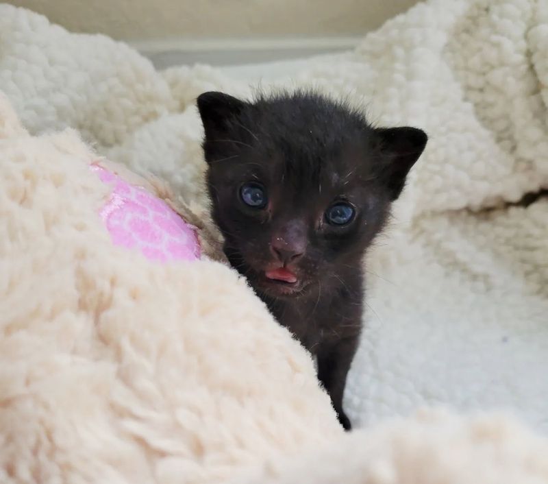 sweet panther kitten