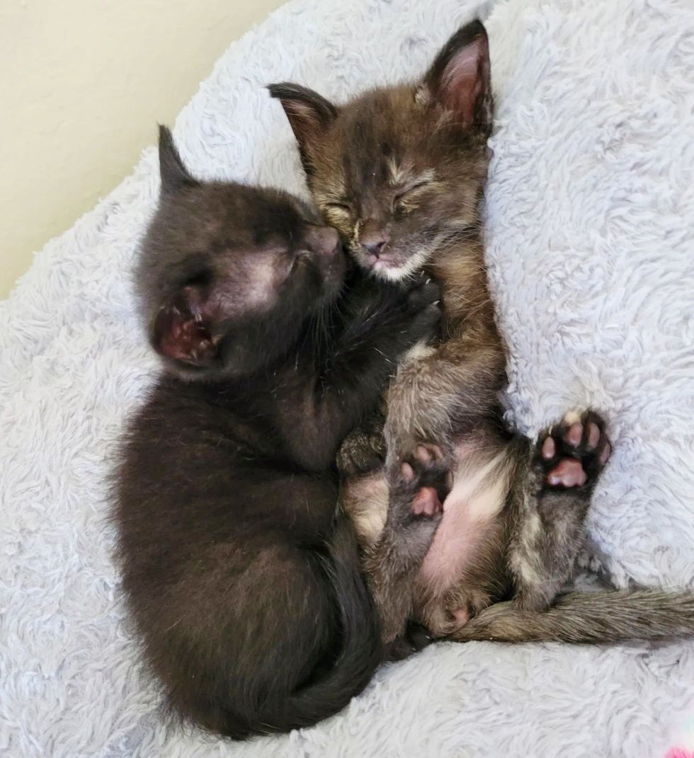 kittens best friends cuddles