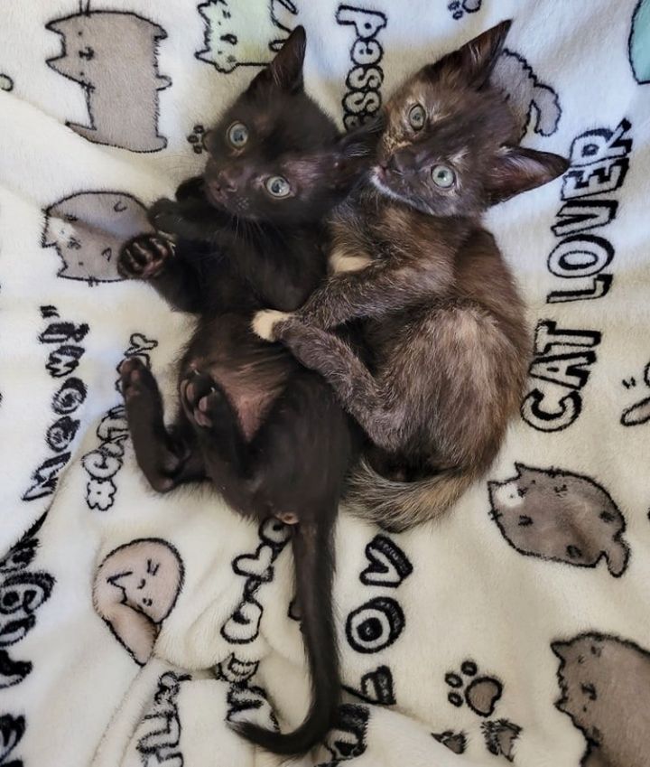cuddly kittens rosie millie