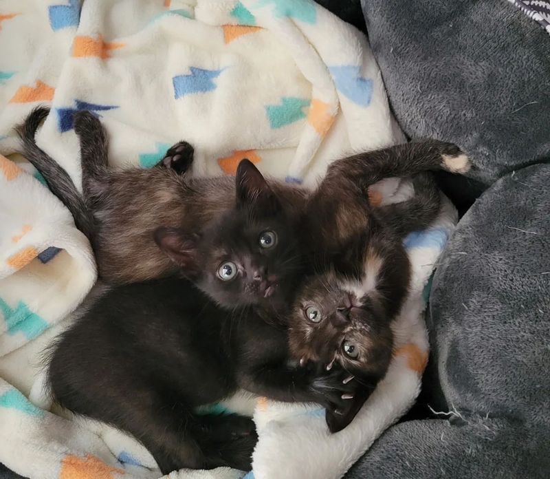 kittens best friends