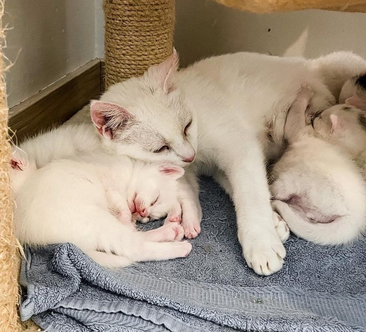 cat snuggling kittens