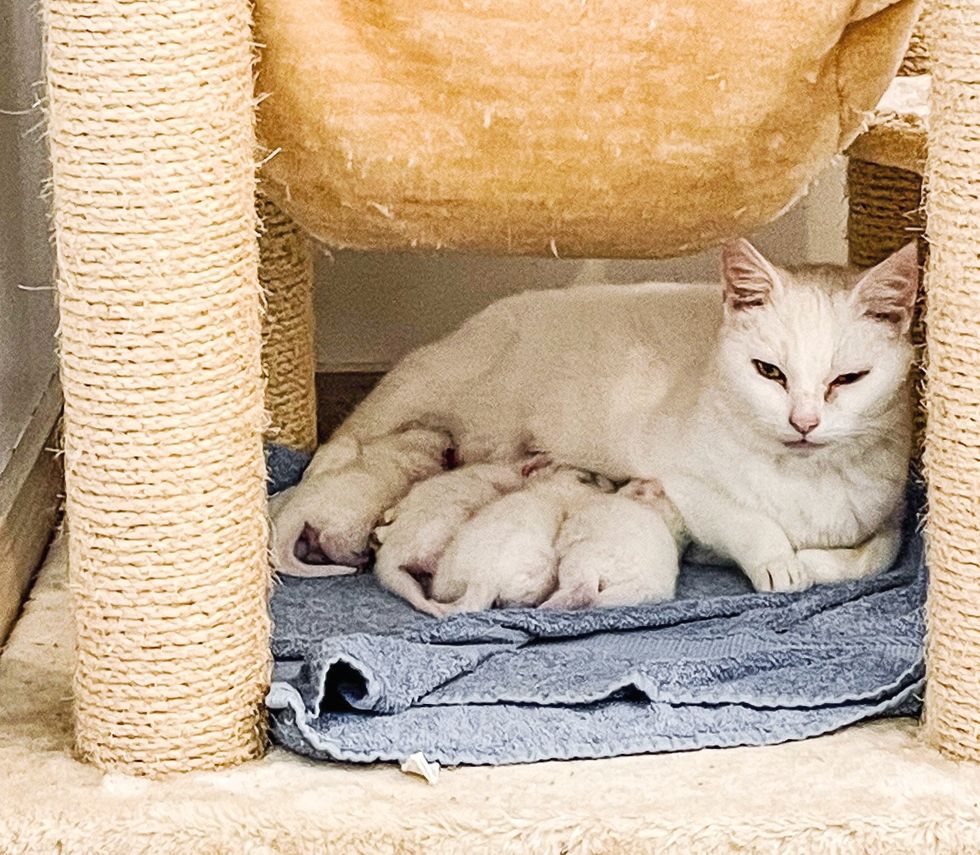 cat kittens nursing