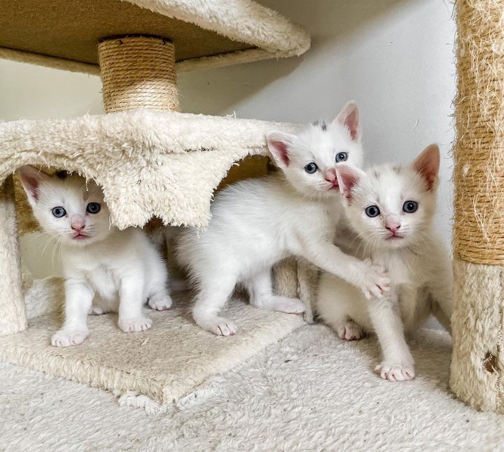 kittens playful cat tree