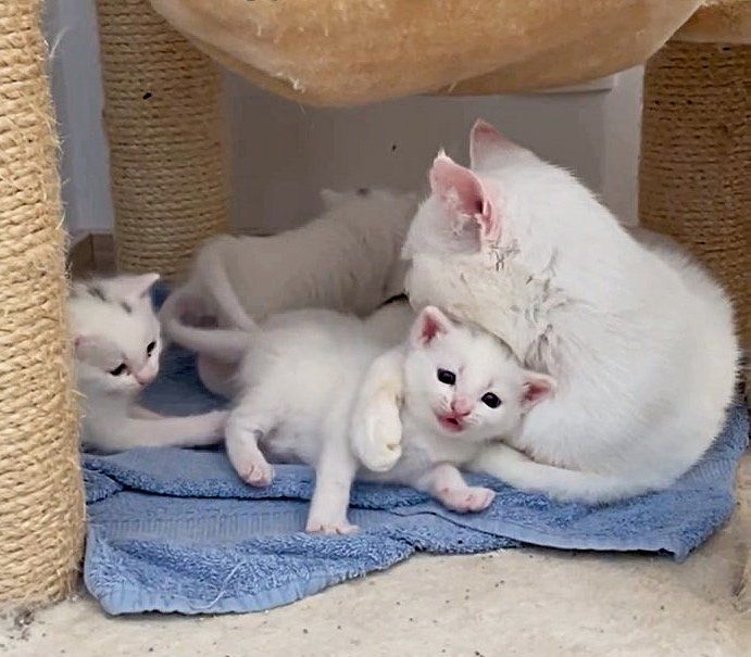 cat hugs kitten protective